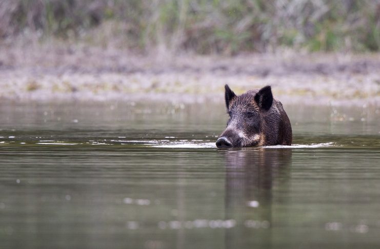 Une femme de 66 ans gravement attaquée par un sanglier Chasse Passion