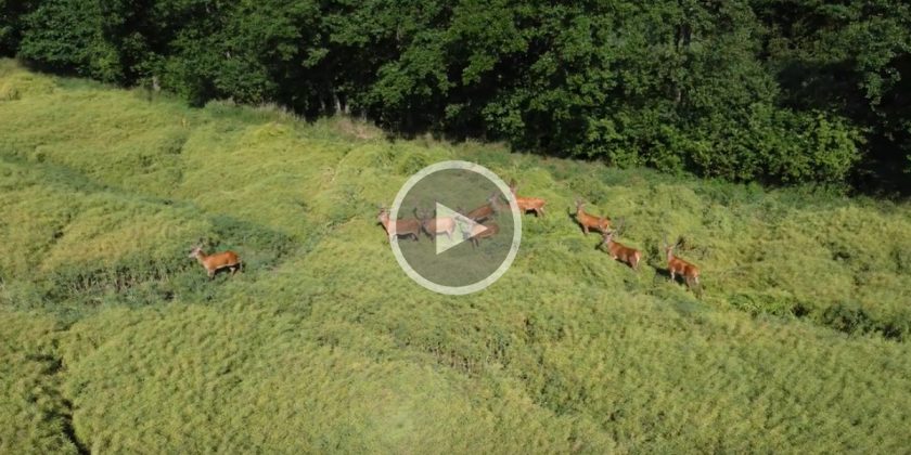 Vid O Une Harde De Cervid S Film E Depuis Un Drone Chasse Passion