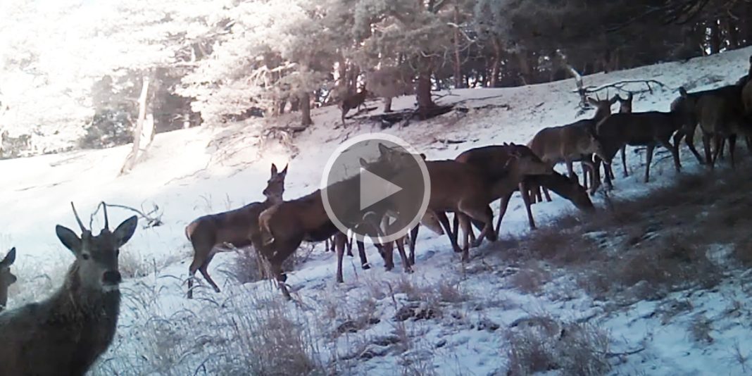 Vidéo Une superbe harde de cervidés qui passe dans la neige filmée