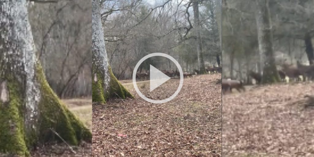 Vidéo Une harde de cervidés vraiment massive filmée dans le Parc