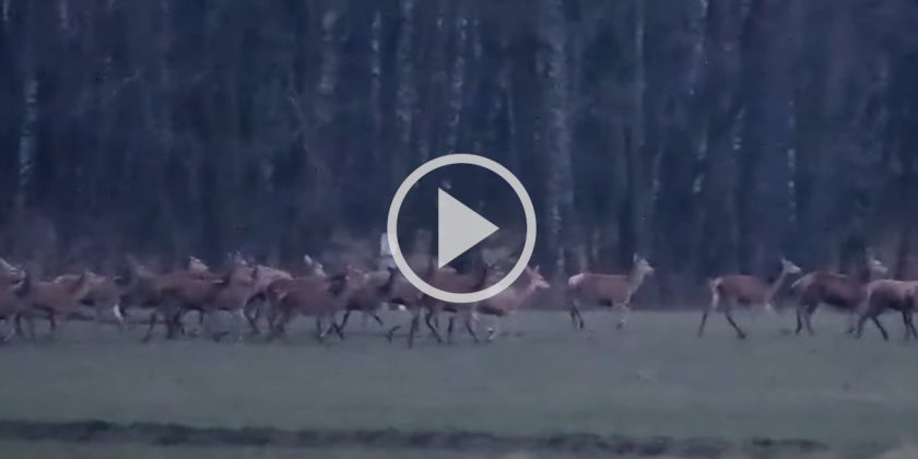 Vid O Une Harde De Cervid S Interminable Film E Au Lever Du Jour