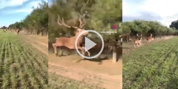 Vidéo Un homme pris dans le passage d une harde de cervidés en pleine