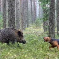 chien de chasse et sanglier