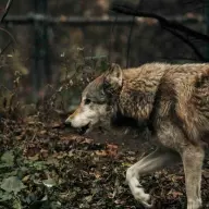 attaque de loup en suisse