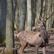 cerf piétine un chasseur