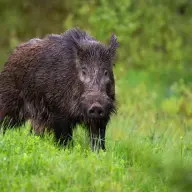 La FDC des Vosges appelle les chasseurs à intensifier la pression sur le sanglier