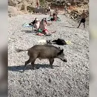 sanglier marseilleveyre