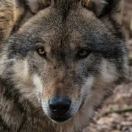 Le quota de loups pouvant être abattus va passer à 23% dès 2026