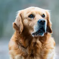 Retriever