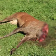 Cerf avec la tête sciée : 2 braconniers en garde à vue
