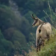 chamois