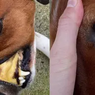 chien piroplasmose
