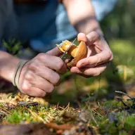 Top 3 des champignons à ramasser en automne
