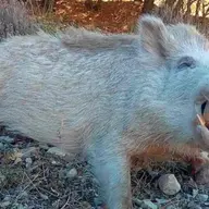 sanglier blanc ok