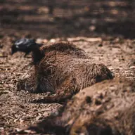 sanglier braconnage