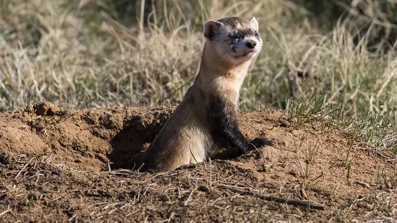 La chsse au furet
