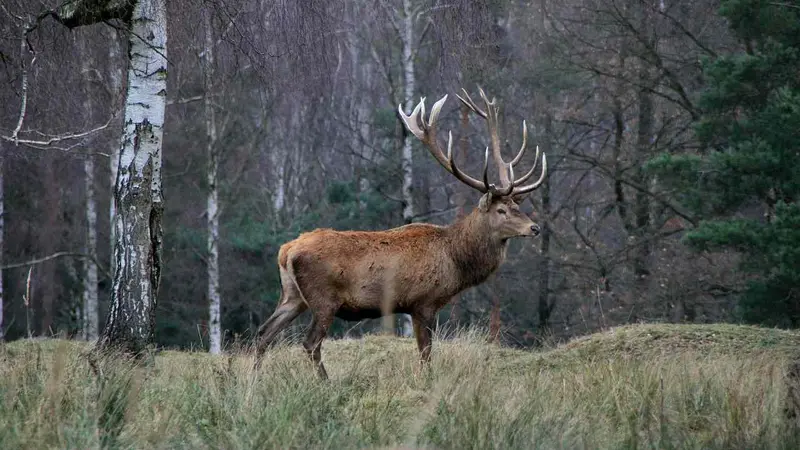 cerf en foret