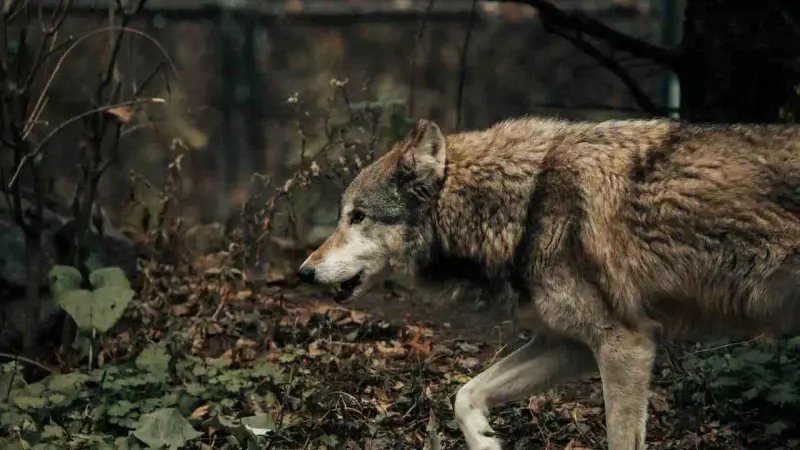 attaque de loup en suisse