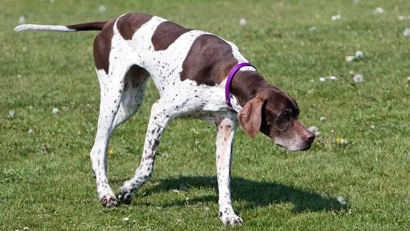 Pointer