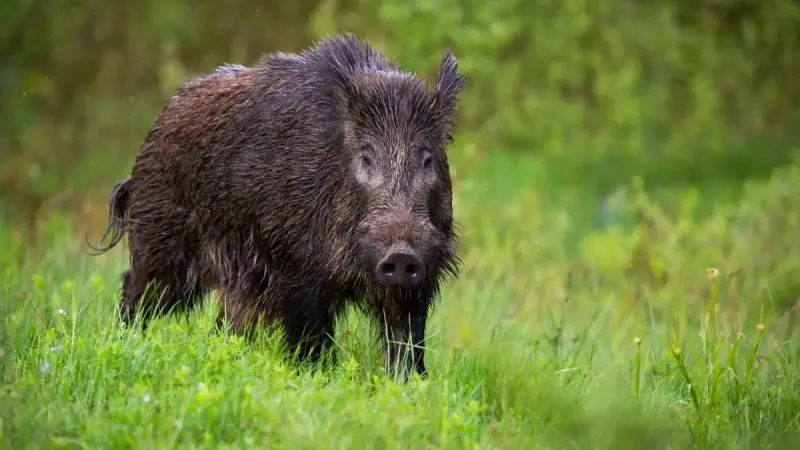 La FDC des Vosges appelle les chasseurs à intensifier la pression sur le sanglier