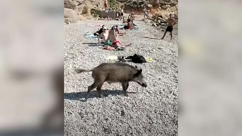 sanglier marseilleveyre