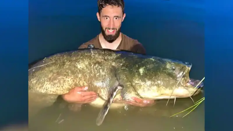 silure de 101 kilos dans le Tarn