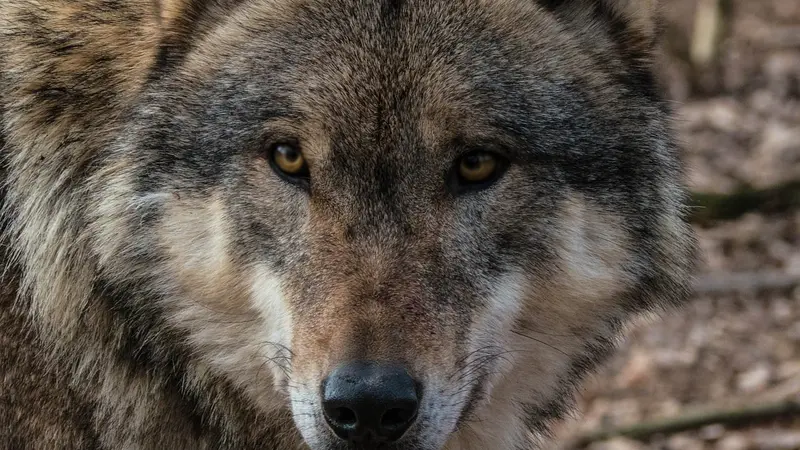 Le quota de loups pouvant être abattus va passer à 23% dès 2026