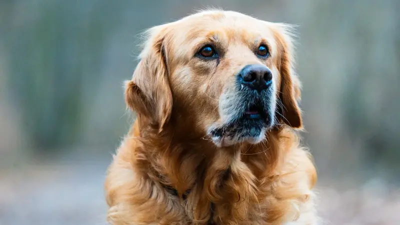 Retriever