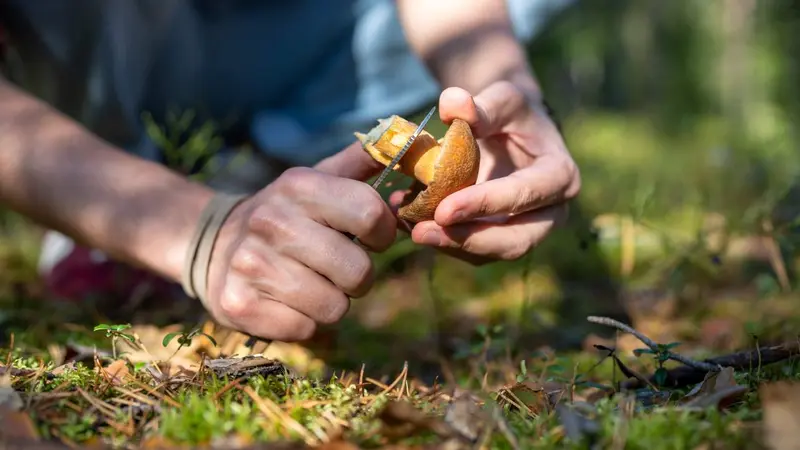 Top 3 des champignons à ramasser en automne