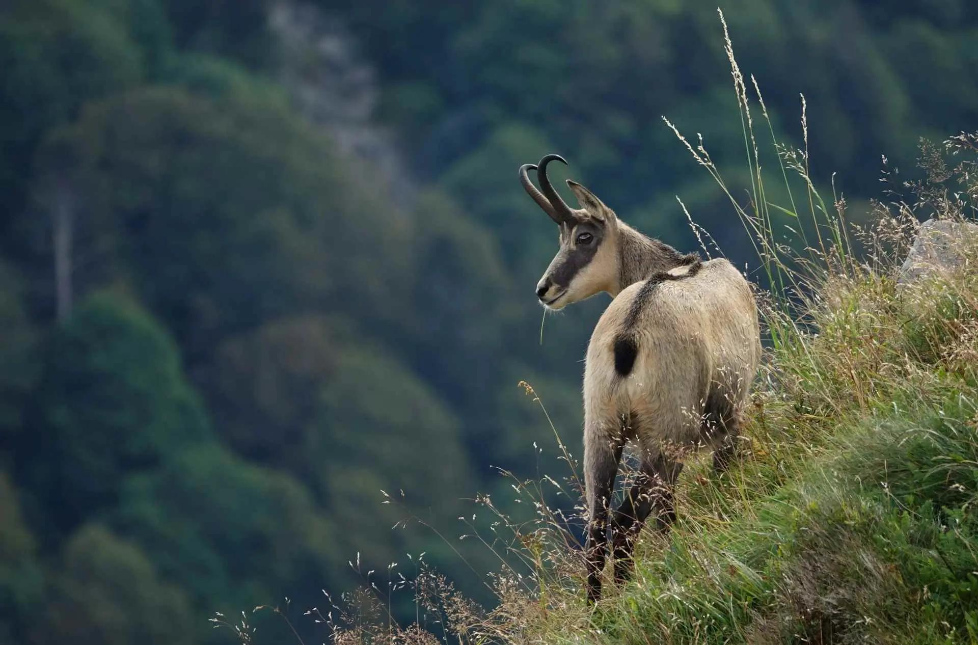 chamois