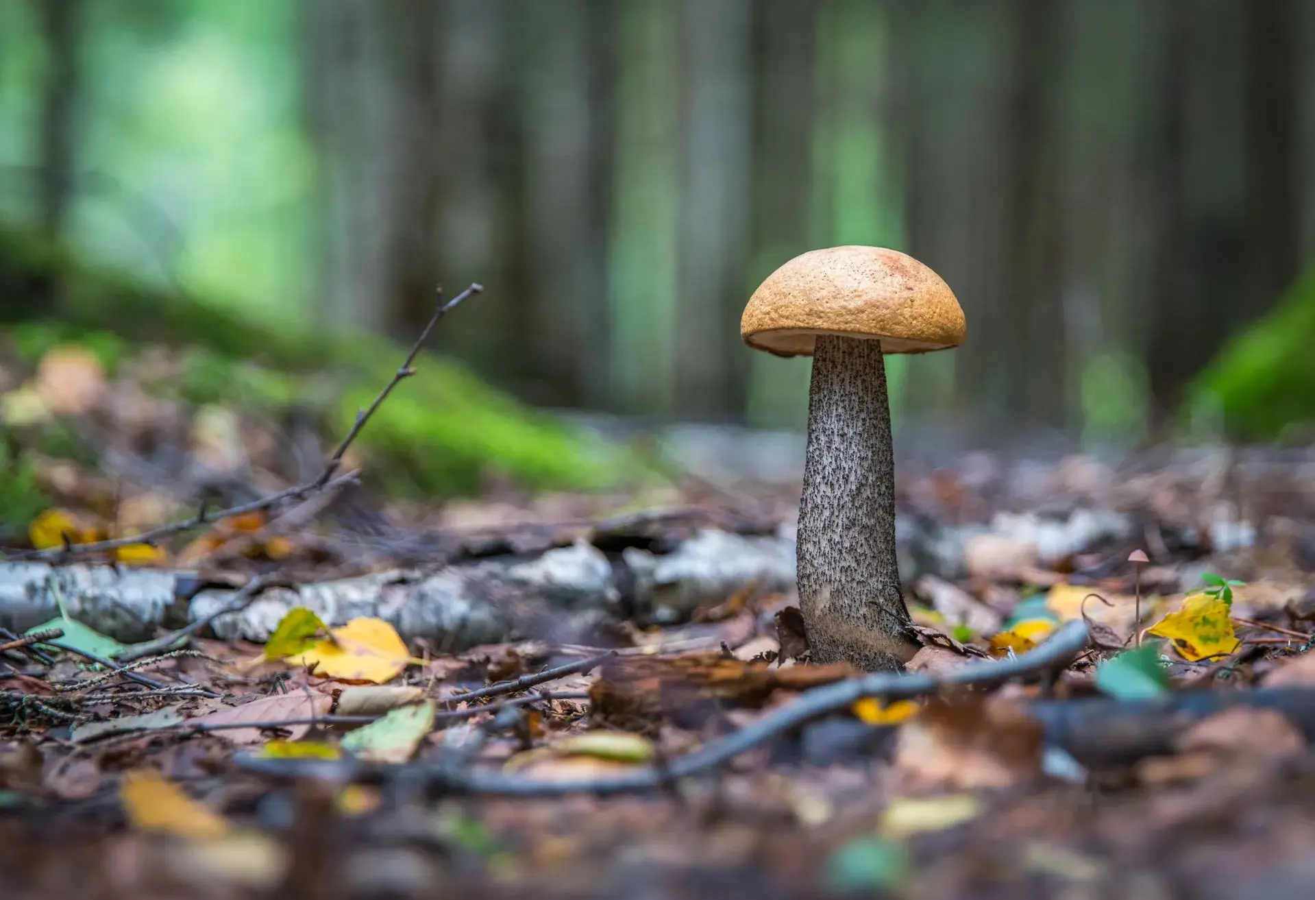 cepes