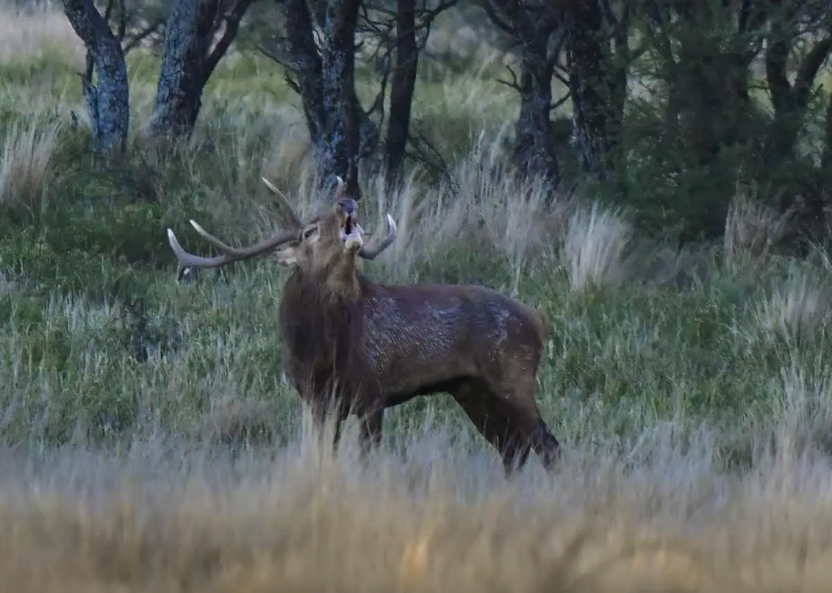 Les chasseurs de Moselle contestent en justice le plan de chasse du cerf imposé par l’ONF dans le Donon