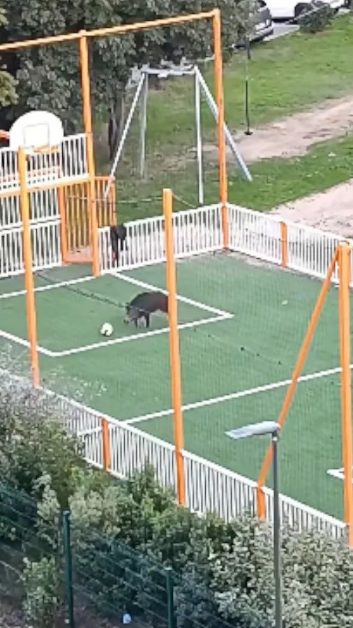 sanglier terrain de foot