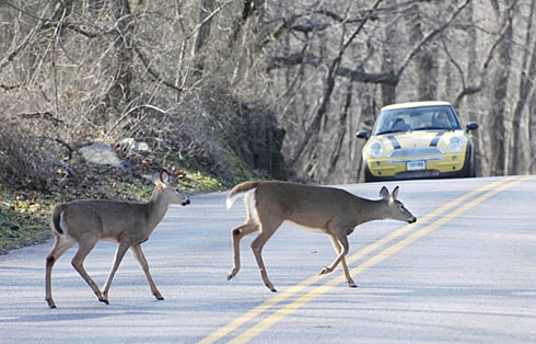 Des cerfs sur les pistes d’un aéroport