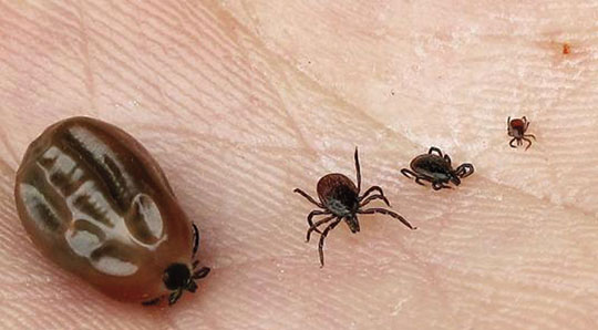 Maladie de Lyme : l’état lance un plan de lutte