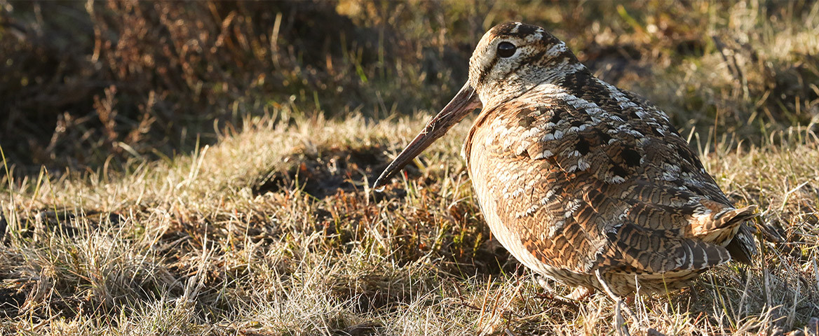 Chasse à la bécasse en forêt domaniale de Mormal (ONF)