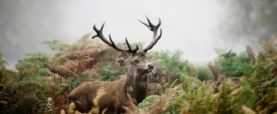 Vidéo Le Brame Du Cerf Encore Chasse Passion