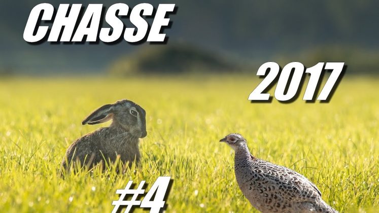 Vid O La Chasse Aux Petits Gibiers En France Chasse Passion