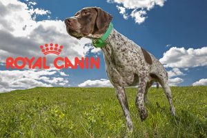 Polémique Royal Canin : « nous ne sponsorisons aucune activité liée à la chasse »