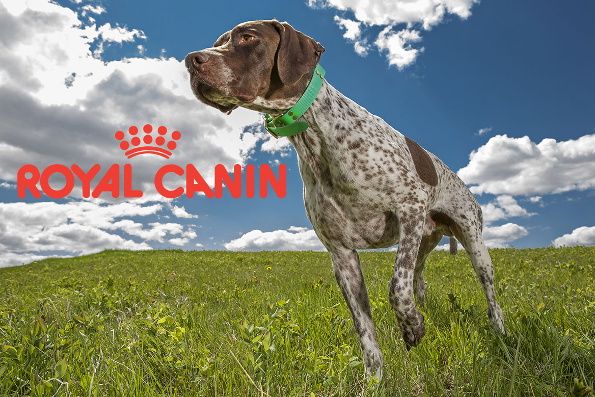 Polémique Royal Canin : « nous ne sponsorisons aucune activité liée à la chasse »