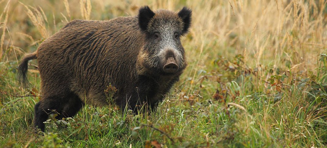 Video De Chasse Au Sanglier Gratuite - Communauté MCMS