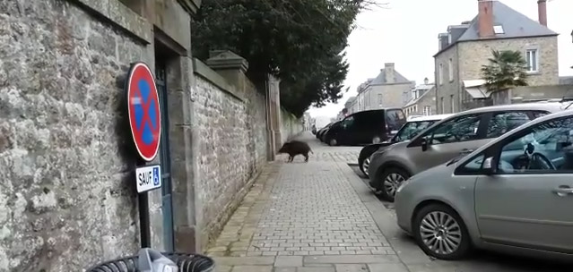 Vidéo : un sanglier en centre de ville de Combourg (35)