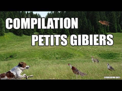 Vidéo : compilation petits gibiers au chien d’arrêt 2017/2018