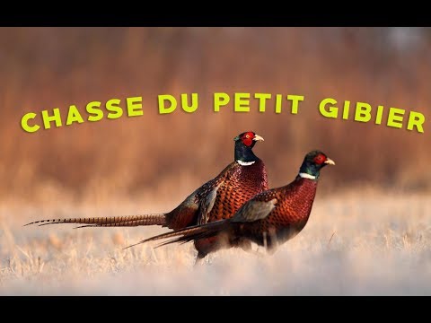 Vidéo : faisans, grives et étourneaux