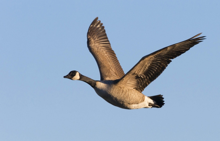 États-Unis, un chasseur assommé par l'oie qu'il vient de tuer !