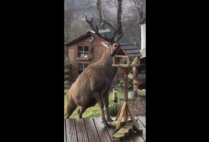 Vidéo : un cerf sur sa terrasse