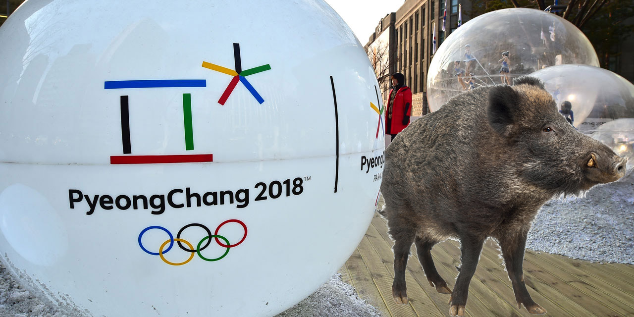 Pyeongchang : la technologie 5G testée pour faire fuir les sangliers !