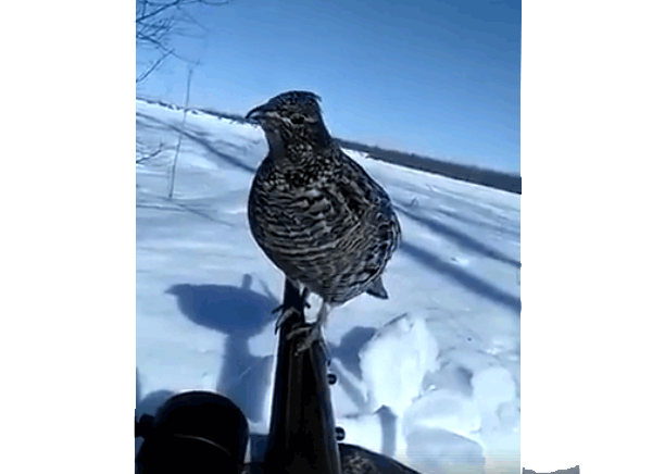 Vidéo : une gélinotte se pose sur son canon