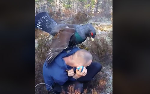 Vidéo : un grand tétras très amoureux !