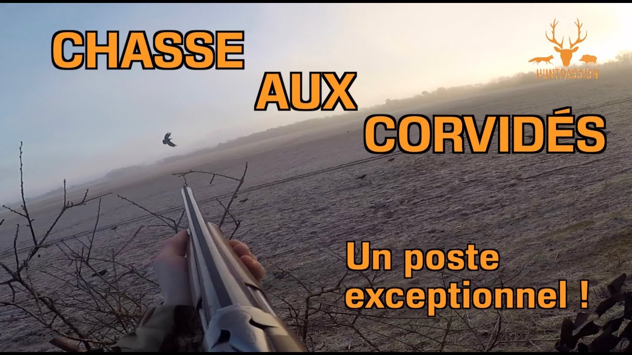 Vidéo : chasse aux corvidés